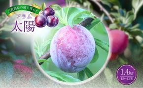 【2026年発送】志賀高原の麓で育った プラム 太陽 約1.4kg(12～13玉) お届け日時指定不可 すもも フルーツ 果物 長野