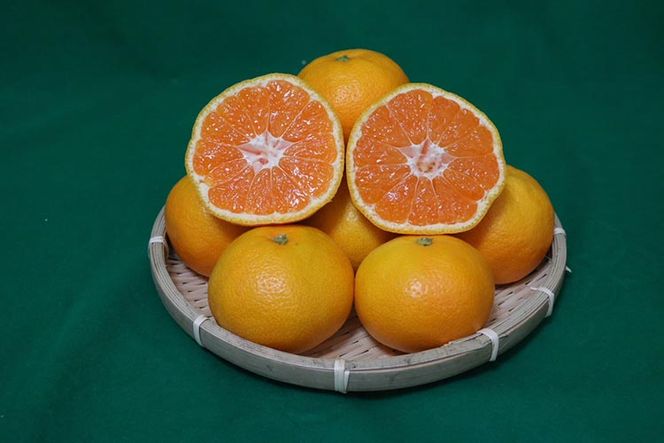 【先行予約】 有田みかん 10kg 大玉  2L～4L サイズ混合 和歌山県産