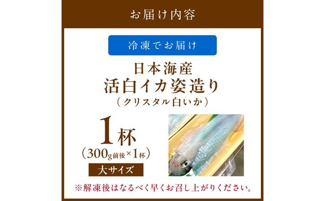 日本海産『海の京都』の逸品！！　活白イカ姿造り（クリスタル白いか）大サイズ 2杯（300g前後）（2026年6月上旬～発送） ふるさと納税 海鮮 鮮度抜群 新鮮 海鮮 いか イカ 簡単調理 生産者応援 送料無料 生食 魚介類 活イカ 日本海産 刺身 BBQ 美味 逸品　YK00539