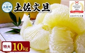 【日本ギフト大賞2024受賞】先行予約 園主こだわり土佐文旦 【10kg】特大4L 2027年1月下旬より順次発送 ぶんたん ブンタン 柑橘 フルーツ 果物 家庭用 お取り寄せ 【やの一果彩】[BQAC006]