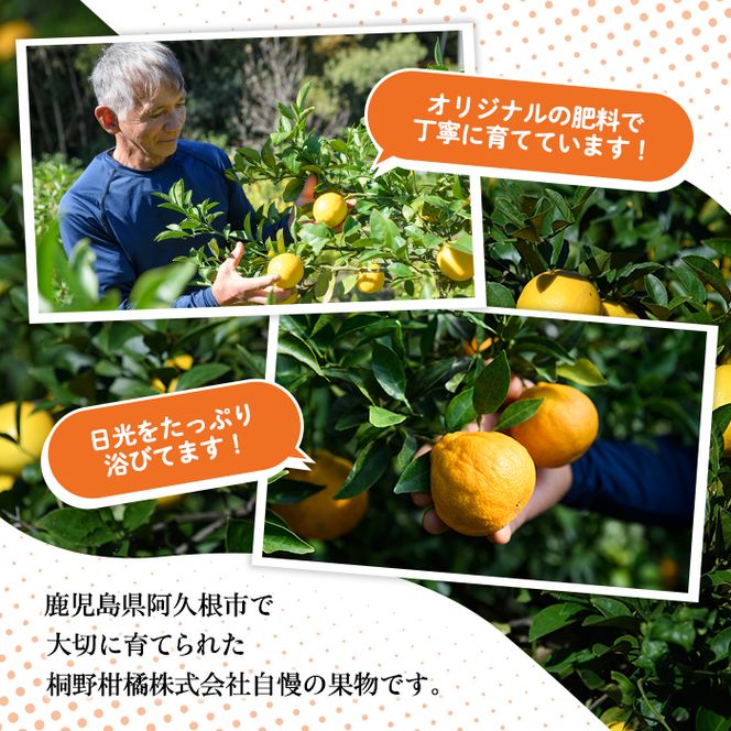 数量限定！加工用・露地マイヤーイエローレモン(2kg) 国産 果実 果物 レモン イエローレモン フルーツ 檸檬 柑橘 デザート 期間限定【桐野柑橘株式会社】akn070-02