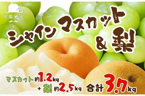 田園紳士厳選 シャインマスカット・梨セット　DE00142