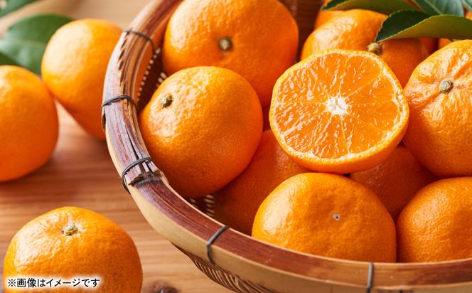 旬のみかん 2S～2Lサイズ 約3kg ミカン 柑橘 果物 フルーツ 旬 デザート 
