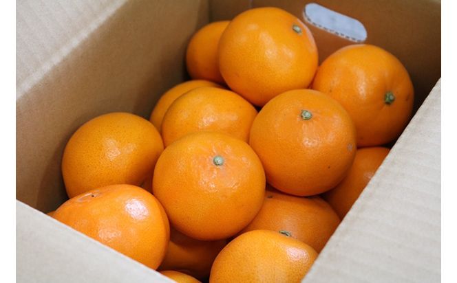 【先行予約】【まごころ手選別】和歌山県産 せとか 化粧箱 約3kg（13～15玉）秀品 M～2Lサイズ混合 柑橘	