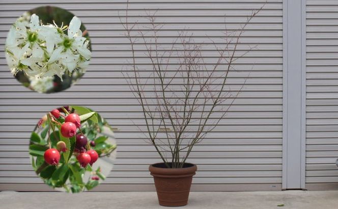 苗木 特大サイズ ジューンベリーの木 鉢植え ブラウン鉢 1個 植物 ガーデン ※配送不可:北海道、沖縄、離島 
