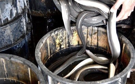 【6.5-1】うなぎ松岡蒲焼5本【限定20点／月】