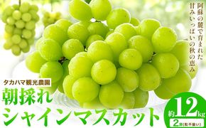 熊本県大津町産 タカハマ観光農園の 朝採れ シャインマスカット 約1.2kg《8月上旬-9月末頃出荷》熊本県 大津町 ブドウ 葡萄 ぶどう シャインマスカット 果物 くだもの スイーツ フルーツ デザート ギフト 種なし クール便 送料無料---so_ctkhmshn_af8_13500_1200g---