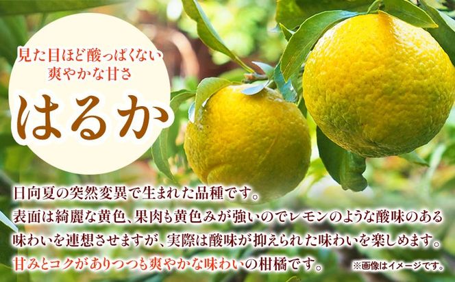 みかん はるか 約 5kg サイズ混合 どの坂果樹園《2027年3月上旬-5月下旬頃出荷》 和歌山県 日高町 はるか 旬 柑橘 フルーツ 果物---wsh_dsk8_ab35_24_11000_5kg---