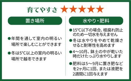 マイナスイオン発生植物 『サンスベリア・バキュラリス』 糸島市 / cocoha 観葉植物 グリーン インテリア [AWB036]