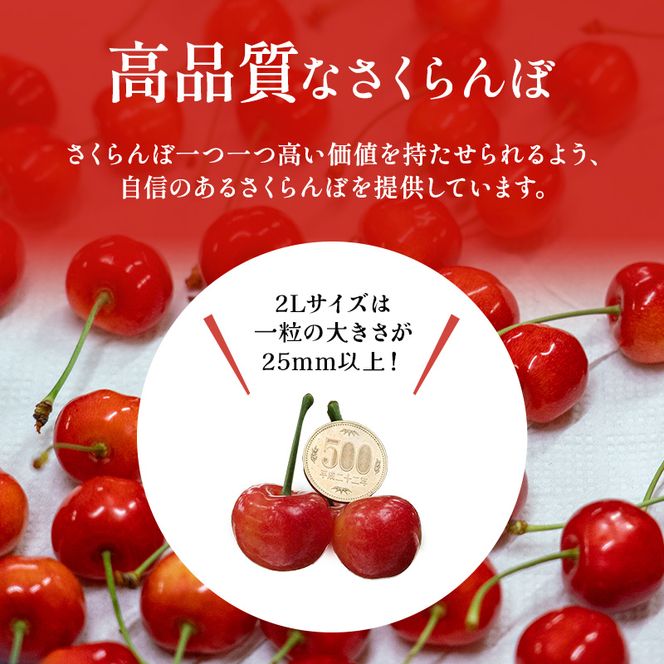 先行受付 北海道 仁木町産 ジャンボサイズ さくらんぼ 【 紅秀峰 】2Lサイズ以上 300g×2パック 計600g 　サクランボ チェリー フルーツ 果物 果物類  仁木町 仁木 [嶋田茂農園匠]