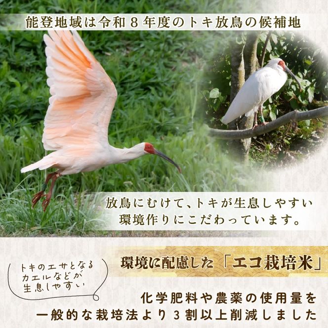 【 先行予約 】【 数量限定 】 令和7年産 新米 のと米 精米 10kg ( 5kg × 2袋 ) 能登 こしひかり 米 減農 新米 こだわり 石川県産 羽咋市産 能登米 エコ 栽培 環境 白米 こめ コメ お米 2025年産 おこめ ご飯 ごはん 送料無料 コシヒカリ 数量 限定 ギフト ゴハン 国産 白飯 新米 予約 産地直送 R7 美味しい おいしい ふるさと納税 能登 石川 羽咋 はくい