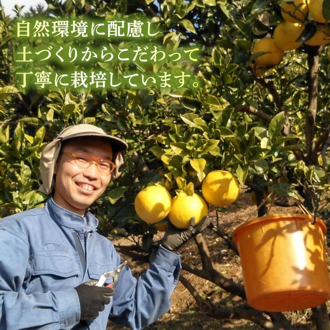 【先行予約】文旦 家庭用大玉 5キロ 5kg（3L～上限なし：7玉前後）〈2027年1月20日～発送〉皮むき器付き 訳あり 文旦 ぶんたん フルーツ 果物 高知 土佐市 大玉【土佐水谷農園】 [BQBD008]