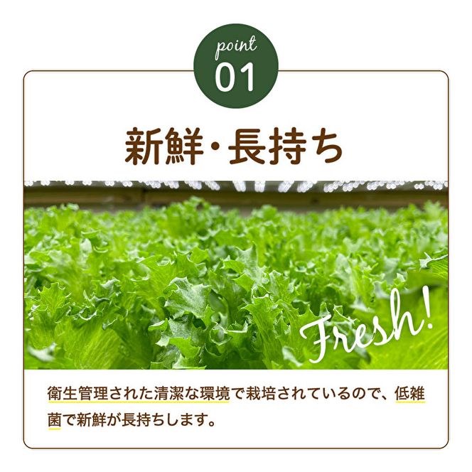 最新植物工場 レタス ピュアリーフ 6個入[ 栽培期間中農薬不使用 新鮮 長持ち 栄養 健康 衛生的 安全 安心 低雑菌 年内受付 ] 野菜