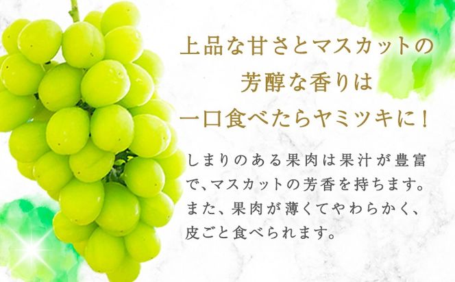 【先行予約】紀州和歌山産 シャインマスカット 約 1kg 魚鶴商店《2026年8月下旬-9月上旬頃出荷(土日祝除く)》マスカット 和歌山県 日高町 贈り物 ギフト ぶどう シャインマスカット---wsh_cuot220_8g9j_25_20000_1kg---