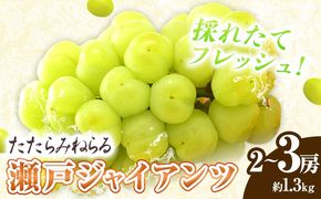 【先行予約】たたらみねらる 瀬戸ジャイアンツ 約1.3kg(2~3房)《2026年8月下旬-10月下旬頃出荷予定》 Y＆G.ディストリビューター株式会社 岡山県 笠岡市 マスカット ぶどう ブドウ 葡萄 フルーツ 果物---2-22a---