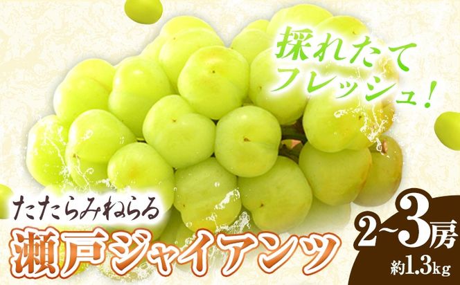 【先行予約】たたらみねらる 瀬戸ジャイアンツ 約1.3kg(2~3房)《2026年8月下旬-10月下旬頃出荷予定》 Y＆G.ディストリビューター株式会社 岡山県 笠岡市 マスカット ぶどう ブドウ 葡萄 フルーツ 果物---2-22a---