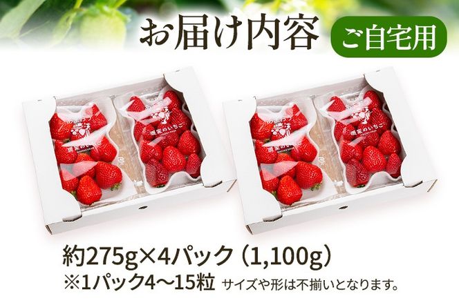 アフター保証 あまおう 約1,100g（約275g×4パック）【先行受付／2026年2月以降順次発送予定】いちご 大粒 不揃い 苺 イチゴ 福岡高級 フルーツ 土産 福岡県