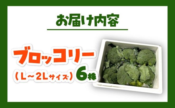 【先行予約】　【30箱限定】ブロッコリーLサイズ6株氷詰め《築上町》【下田農園】[ABDX001]