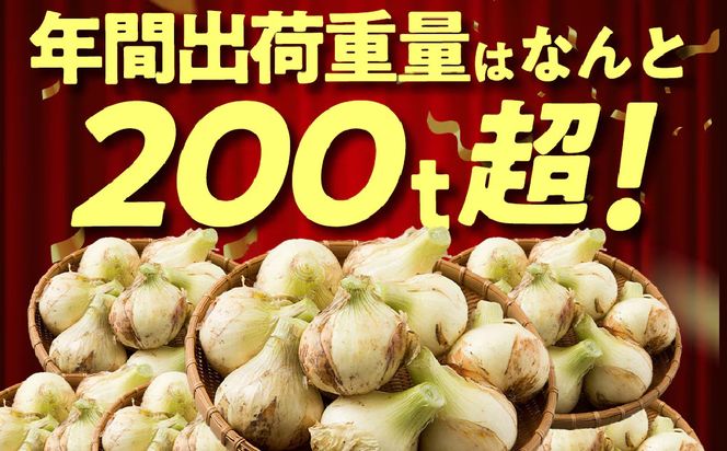【新玉ねぎ】今井ファームの淡路島たまねぎ「かくし玉」 5kg【発送時期2026年4月下旬～5月頃】