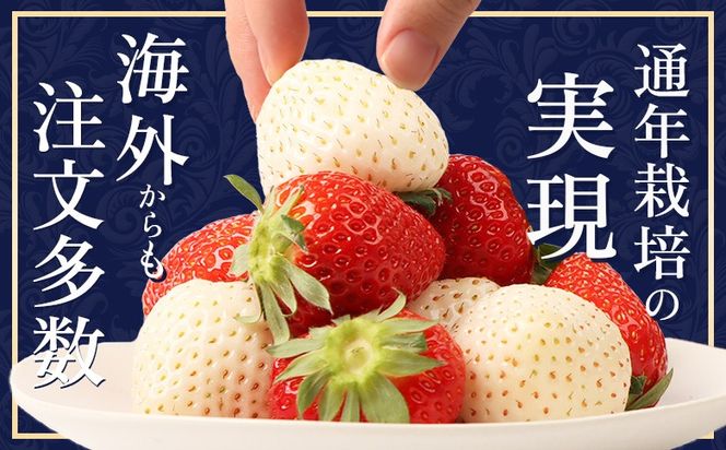 【受注後、随時発送！】【北海道産】ゆきいちご（ゆきぼたん/紅ほっぺ）赤白MIX×2Pセット 250g×2 計500g 苺 白いちご 一季成りイチゴ 希少 ギフト お取り寄せ ふるさと納税 北海道 中標津【59003】