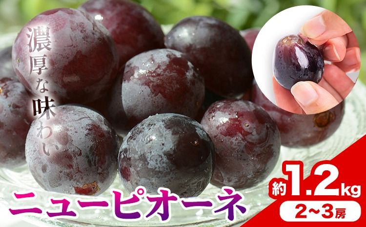 [2026年発送先行予約]ご家庭用 岡山県産 ニューピオーネ 1.2kg 2-3房 晴れの国おかやま館 [2026年9月上旬-10月上旬頃出荷]岡山県 矢掛町 葡萄 ぶどう 果物 スイーツ フルーツ デザート[配送不可地域あり](離島)---ofn_choknp_ad9_25_15500_12---