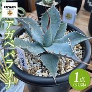 鹿嶋市産アガベ！　アガベ　パラサナ　５号鉢【アガベ 多肉植物キャベツヘッド 鉢 数量限定 茨城県 鹿嶋市 20000円以内】（KCP-9）