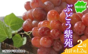 ぶどう 2026年先行予約 紫苑 2房 約1.2kg 岡山県産 お届け 11月上旬～11月下旬