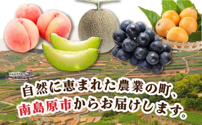 季節の果物 詰め合わせ フルーツセット 旬の果物をお任せで2〜3品目お届け / 果物 セット 南島原市 / 吉岡青果 [SCZ012]