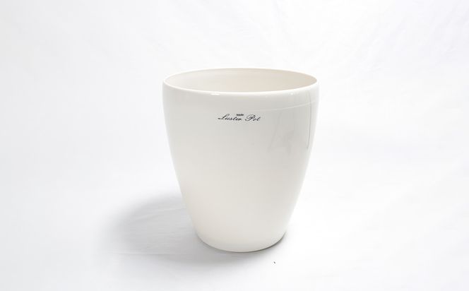 沖縄の観葉植物 人気のフィカス ベンガレンシス8号 ラスターポット