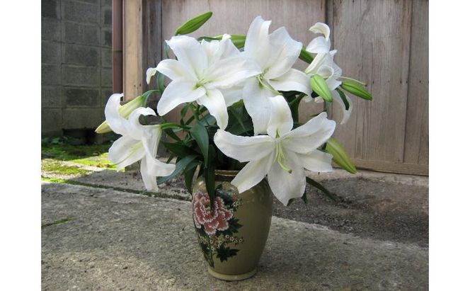 カサブランカ(規格外品)5本束 花 お花 規格外 花束 切り花 新潟県 十日町市