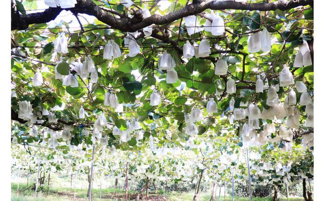 SANUKIFROZEN キウイフルーツ(香緑) 500g×4袋 372013_KF028