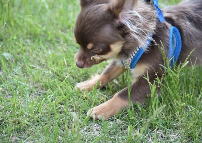 奈良県曽爾村ツーセブンのドッグラン1頭2時間利用券 /// ドッグラン チケット
