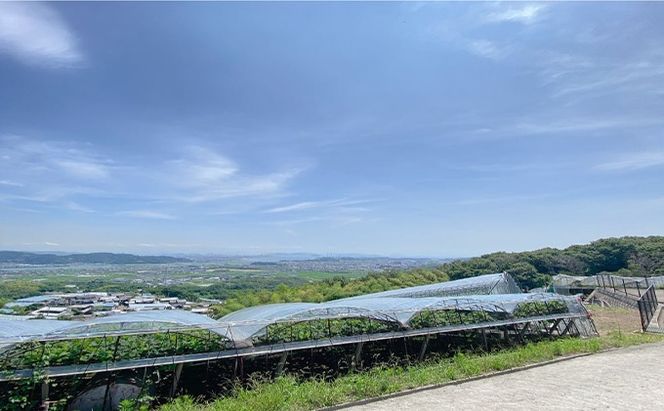 ぶどう 2026年 先行予約 シャイン マスカット 晴王 2房（合計約1.1kg） ブドウ 葡萄  岡山県産 国産 フルーツ 果物 ギフト デザート 食後 酸味が少ない 産地直送