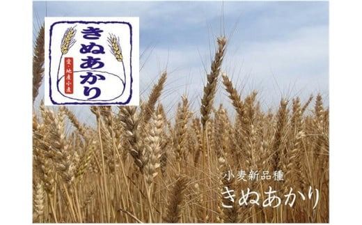 かっぱ麺　うどん　1箱14袋入り ≪ウドン 饂飩 美浜の塩 愛知県 特産品≫◆