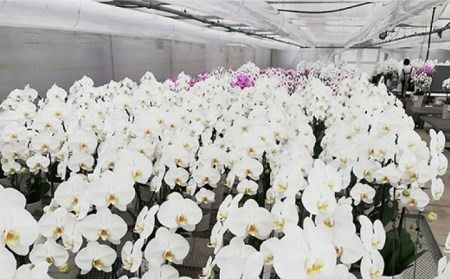 胡蝶蘭 大輪 白 ( 3本立 ) ( お祝い / 開店祝い / 就任祝い ) 糸島 / はざま園芸 [AND001] 胡蝶蘭 お祝い ギフト 贈答 洋蘭 開店祝い 新店 祝い 白 3本