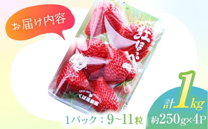 朝摘み 愛知県産 完熟紅ほっぺ 約250g×4パック いちご 紅ほっぺ 完熟 愛西市/くぼ苺農園[AECJ001]