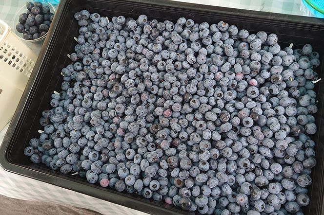 【男鹿ぶるーべりーガーデン】 冷凍ブルーベリー 500g×2パック（合計1kg）秋田県 男鹿市|23_sea-021001