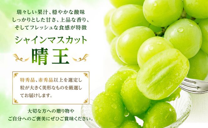 ぶどう 2026年 先行予約 【プレミアムシャインマスカット 晴王 2房 合計約1.4kg】 赤秀品以上  岡山県船穂産 葡萄 ブドウ ギフト ハレノフルーツ 皮ごと食べる みずみずしい