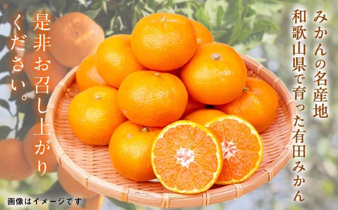 【先行予約】紀州有田産 濃厚完熟温州みかん 約5kg 魚鶴商店《2026年11月下旬-2027年1月下旬頃出荷》 和歌山県 日高川町 みかん 温州みかん 完熟 濃厚 柑橘---wshg_uot170_11g1g_25_13000_5kg---