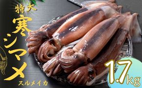 【寒シマメ 特大サイズ 5～6杯】 1.7kg~2kg いか イカ スルメイカ 朝どれ寒シマメ 御歳暮 ギフト 12月24日までのご注文で年内発送