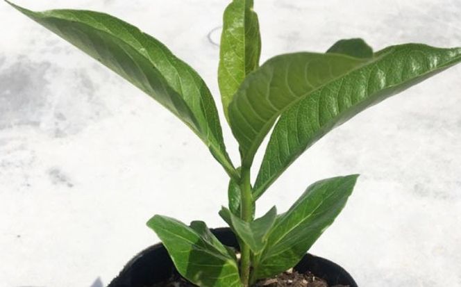 バオバブの苗 糸島市 / バオバブ・サンライズ 植物 苗[AJR001]