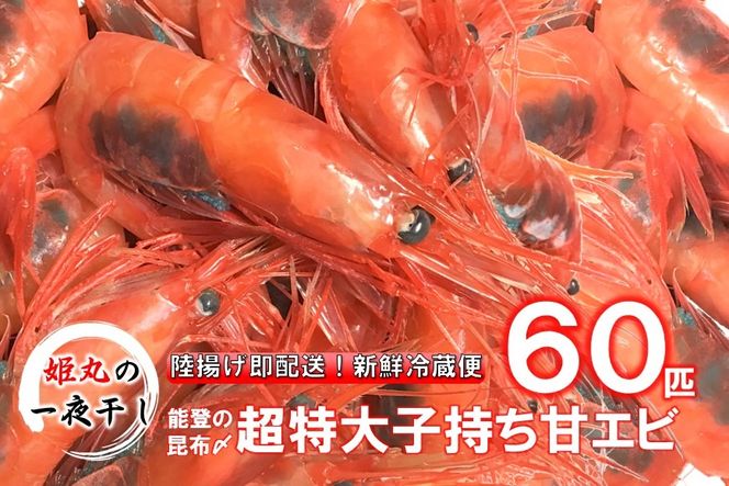 【2026年9月～10月発送】獲れたて鮮度抜群！姫丸の子持ち甘エビ60匹丸ごと昆布〆