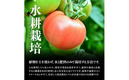 【訳あり】宮崎県産トマト　川南町産トマト1kg 【 宮崎県産 九州産 川南町産 トマト とまと 野菜 ヘルシー 訳あり わけあり 】[C06602]