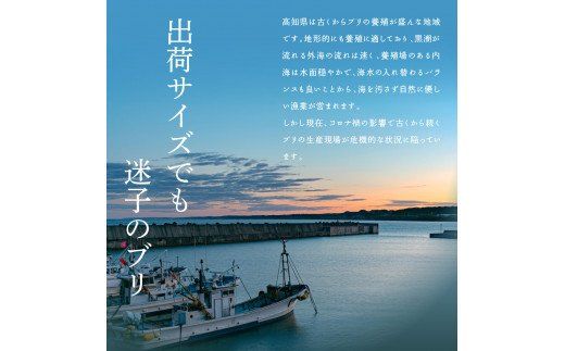 KYF120　海鮮「ブリの漬け丼の素」1食80g×5P＋「訳ありカツオのたたき」600g以上《迷子のブリを食べて応援 養殖生産業者応援プロジェクト》／「ブリの漬け丼の素」と人気「訳ありカツオのたたき」緊急支援 惣菜 そうざい〈高知市共通返礼品〉