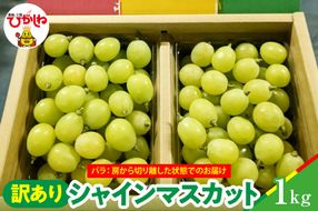【2026年産】シャインマスカット 訳ありバラ 約1kg 山形県 東根市 松栗提供 hi062-066