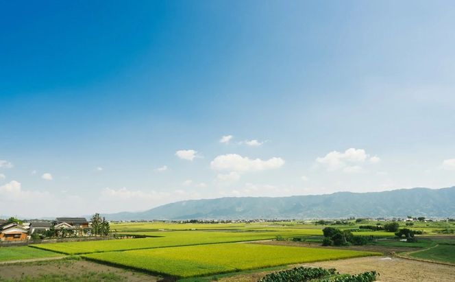 【ポスト投函】 福岡有明海産 焼き海苔 全形10枚 海苔 焼海苔 のり