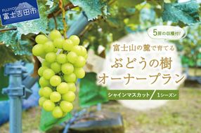 【ぶどうの樹 オーナー制度】シャインマスカット １シーズンオーナープラン(2022年植付け) 5房保証付き 栽培 収穫 体験 契約 ぶどう狩り 果物 フルーツ 山梨 富士吉田