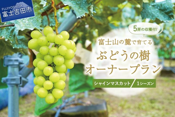 【ぶどうの樹 オーナー制度】シャインマスカット １シーズンオーナープラン(2022年植付け) 5房保証付き 栽培 収穫 体験 契約 ぶどう狩り 果物 フルーツ 山梨 富士吉田