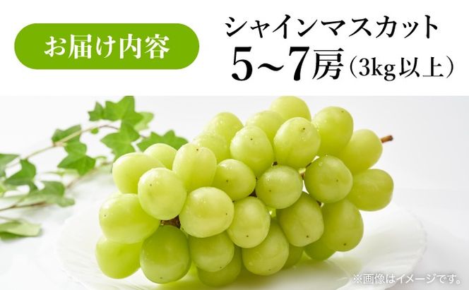 ＜先行予約＞シャインマスカット 5～7房（３kg以上）箱
