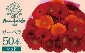 【ラッピング付】生花 レッドガーベラ の花束 50本 日付指定可能 ギフト プレゼント ラッピング 産地直送 インテリア お花 フラワー  ボリューム満点 H193-015